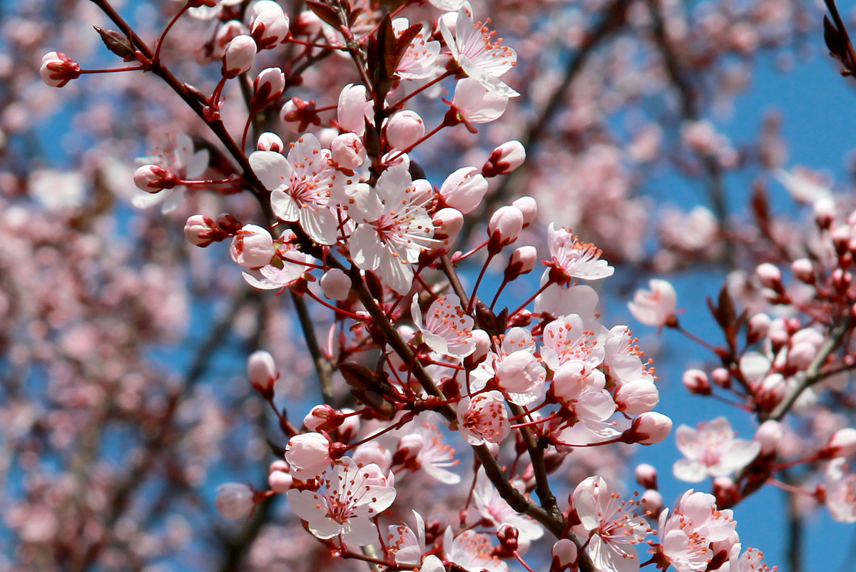 Travailler au Japon  Exemples de CV